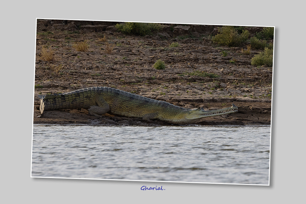 Gharial